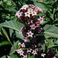 Cestrum × cultum Francey